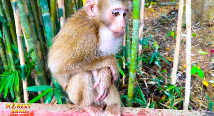 Monkey Kaka’s Playful Moments with Diem: A Day of Laughter and Love